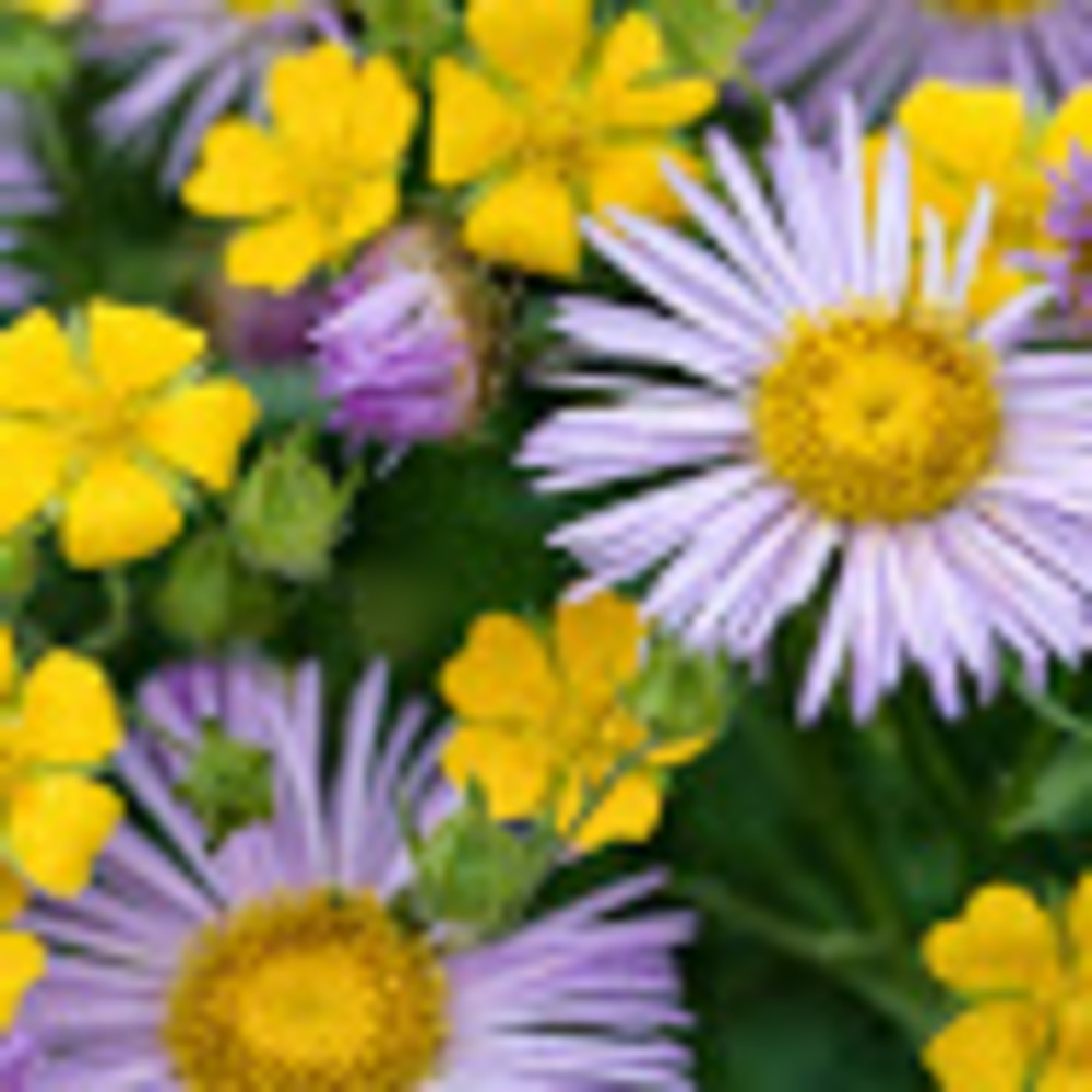 Meet your Posher, Destinee